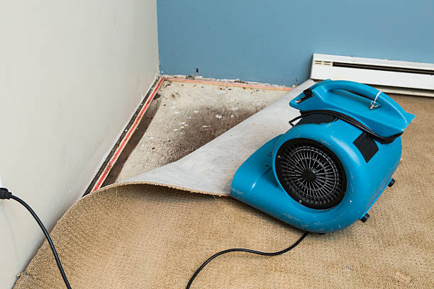 Best Local water damage restoration  in Leadwood, MO